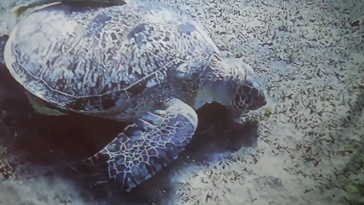 STEELDIVE SD1970S WATCH ( REVIEW )