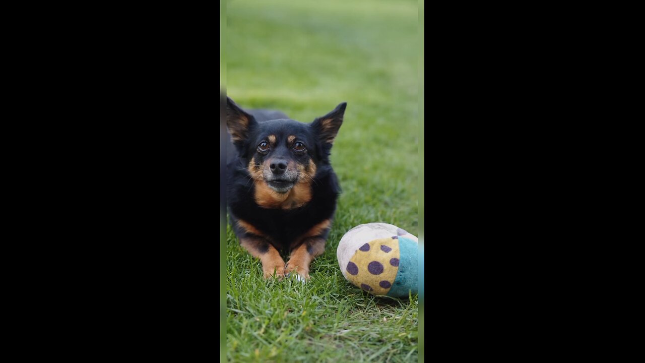 Dog playing with ball🏀🏀⚽⚽