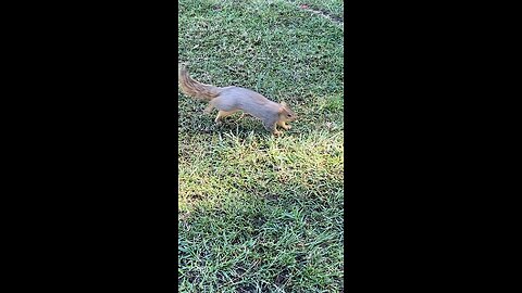 Squirrel 🐿️ #squirrel #followme #shorts #viral #trending