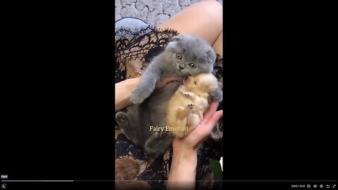 Kitten loves puppy..🐈🐾 Quick Smile clip