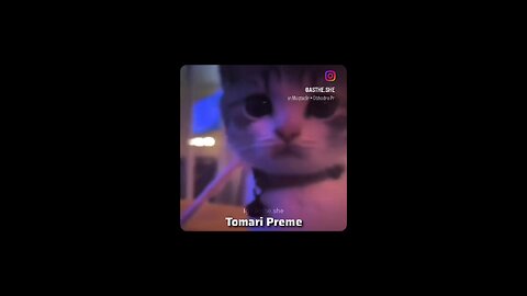 Abhodro cat