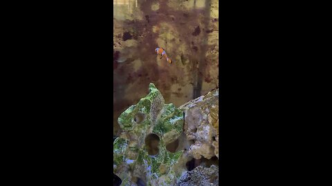 Clown fish swimming around