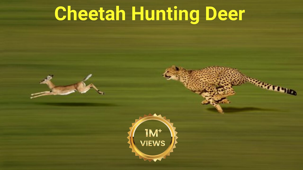 Cheetah's Lightning Hunt: Deer in the Wild | Animal World