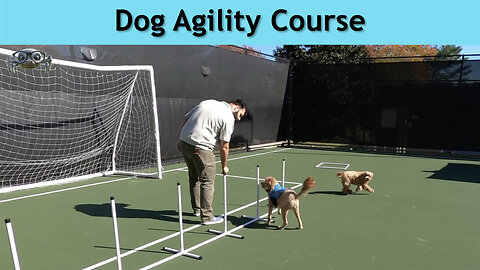 Dog Agility Course - 11/1/25