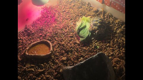 East hermann tortoise