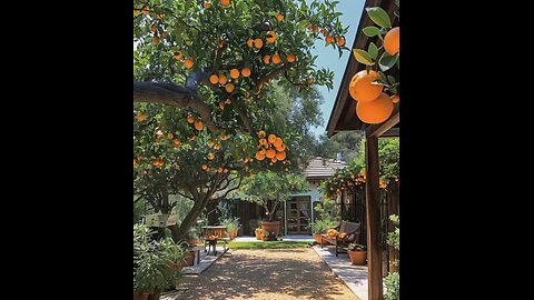 Orange tree 🍊🧡