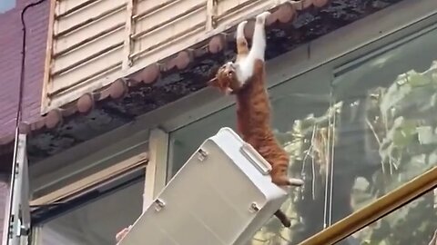 a woman tries to help a cat that is hanging😨