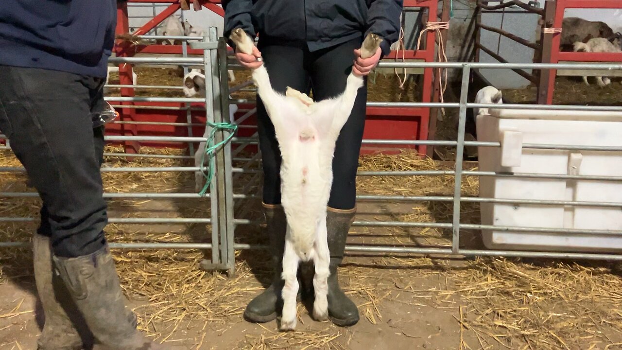 Banding goats and lambs