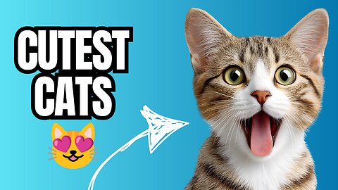 Funny & Cute Cats Doing Adorable Things!