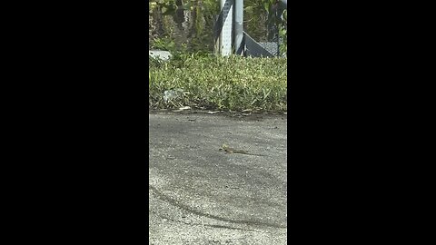 What Kind Of Everglades Lizard Is This? | 4K