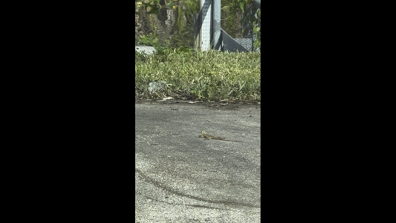 What Kind Of Everglades Lizard Is This? | 4K