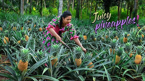 Golden Pineapples from my brother's pineapple field, time to make tasty Delicacies!_ Traditional Me