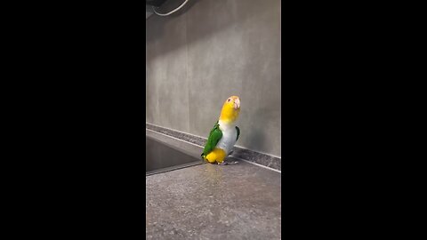 Funny bird