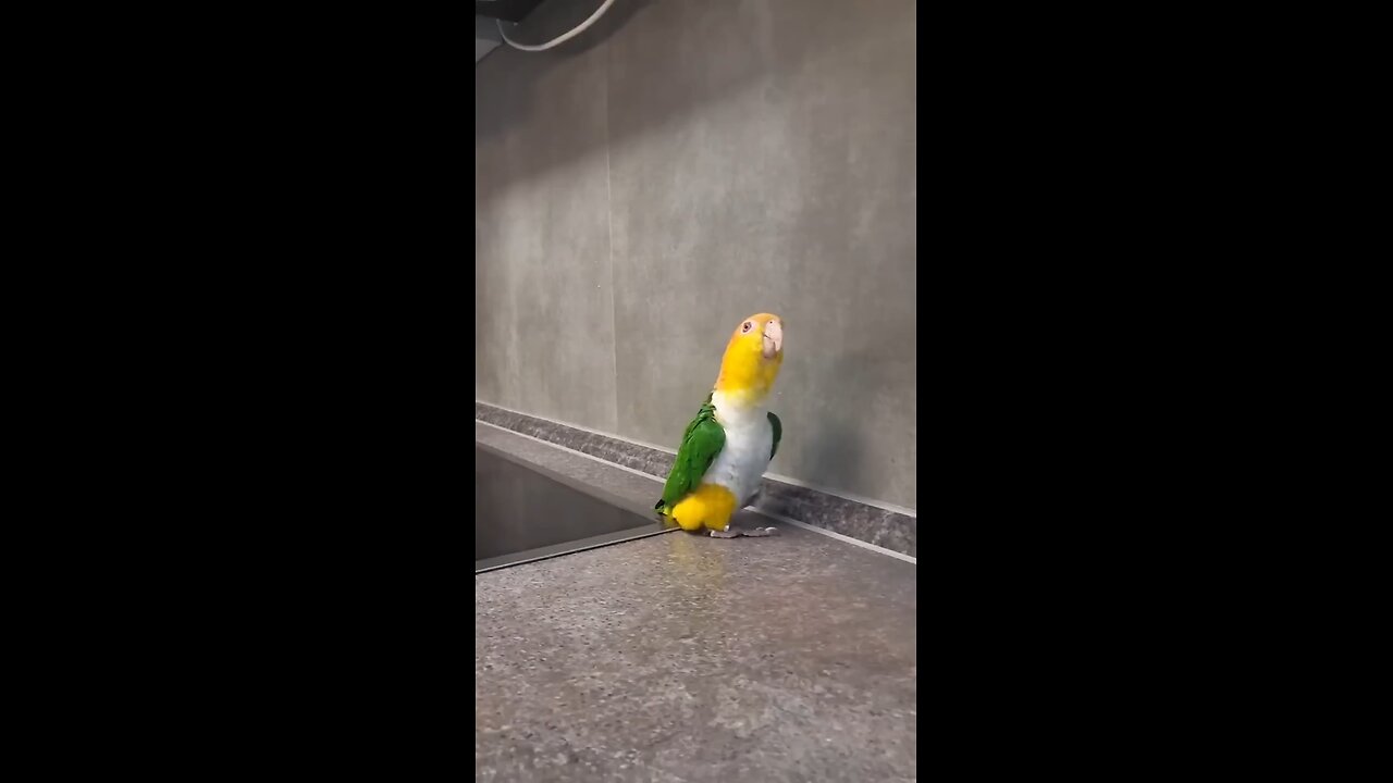 Funny bird