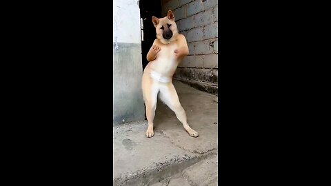 dog dance