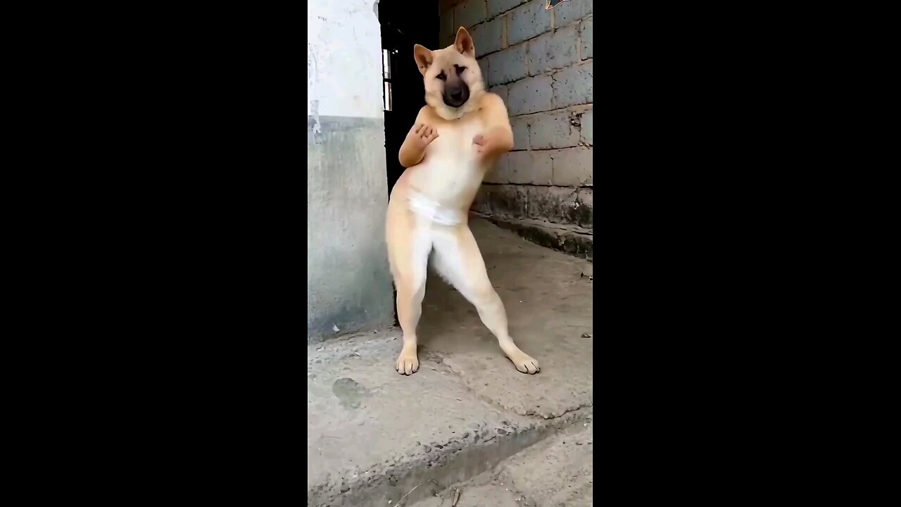 dog dance