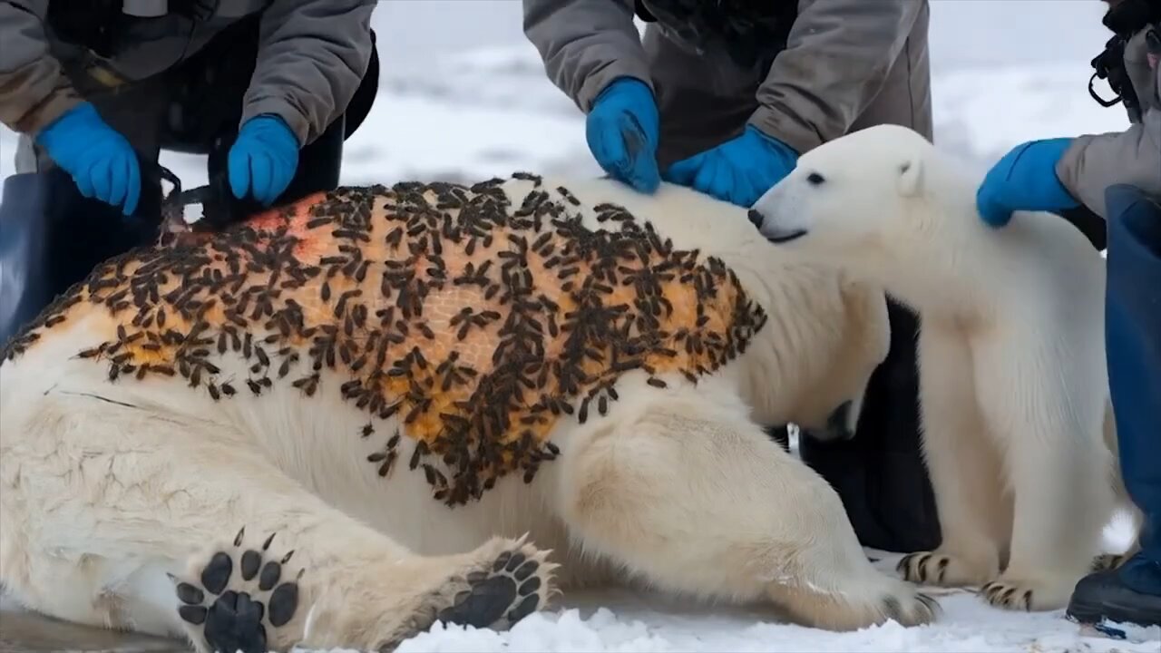 Polar bear mother survive his child rescue team successfully