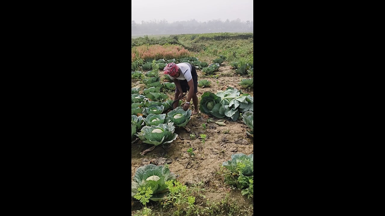 Cabbage 🥬 cutting ✂️