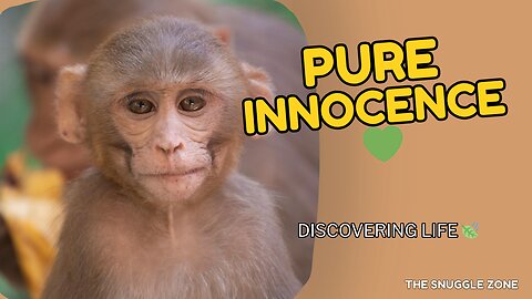 MONKEY EXPLORING THE WORLD 🌍🐵 | Adorable Baby Primate