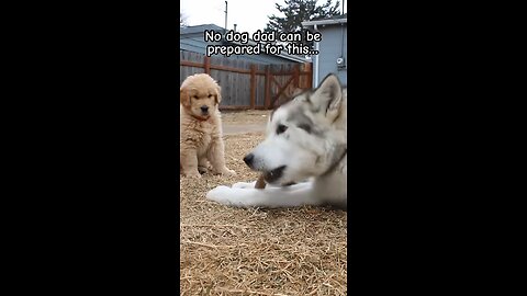 Biggest puppy in the world #dogsofyoutube #goldenretriever #puppy