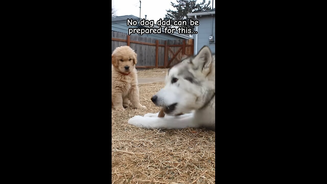 Biggest puppy in the world #dogsofyoutube #goldenretriever #puppy