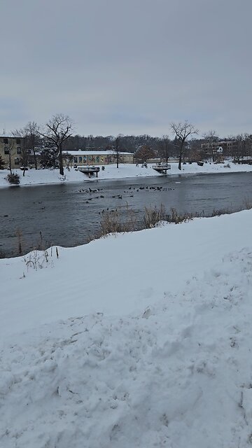Tons of Geese on the Fox River