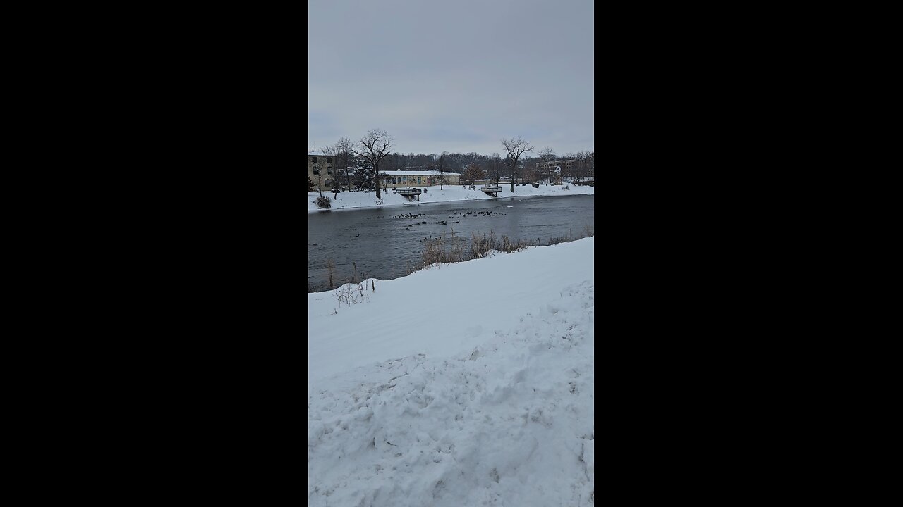 Tons of Geese on the Fox River