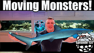 Moving Monster Sharks to Predator Bay 3000, DIY Marine Aquarium & Mangrove Estuary Ecosystem!