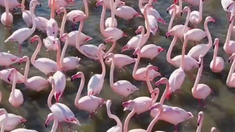 🦩✨💃🌸 The Fabulous Flamingo Nature’s Flamboyant Beauty! 🦐🦩🦩🦩