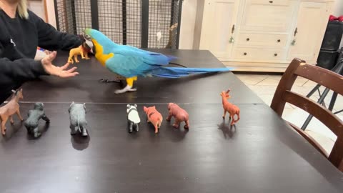 Clever Parrot Knows Animal Names