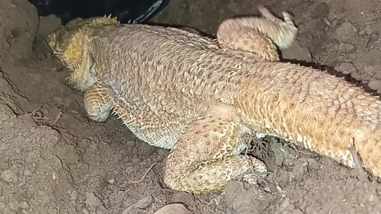 Digging En Escape Tunnel...