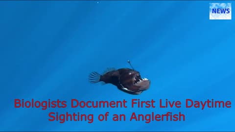 Biologists Document First Live Daytime Sighting of an Anglerfish