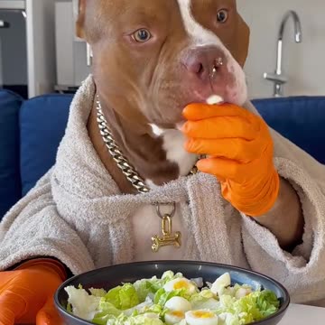 Viral🔥🔥 funny🤣 dog