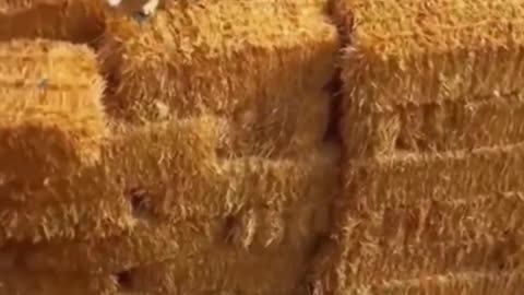 🤣 Funny Animals 2025 🤣 Funny Dogs Video 🐶 | Try Not To Laugh Challenge 😂