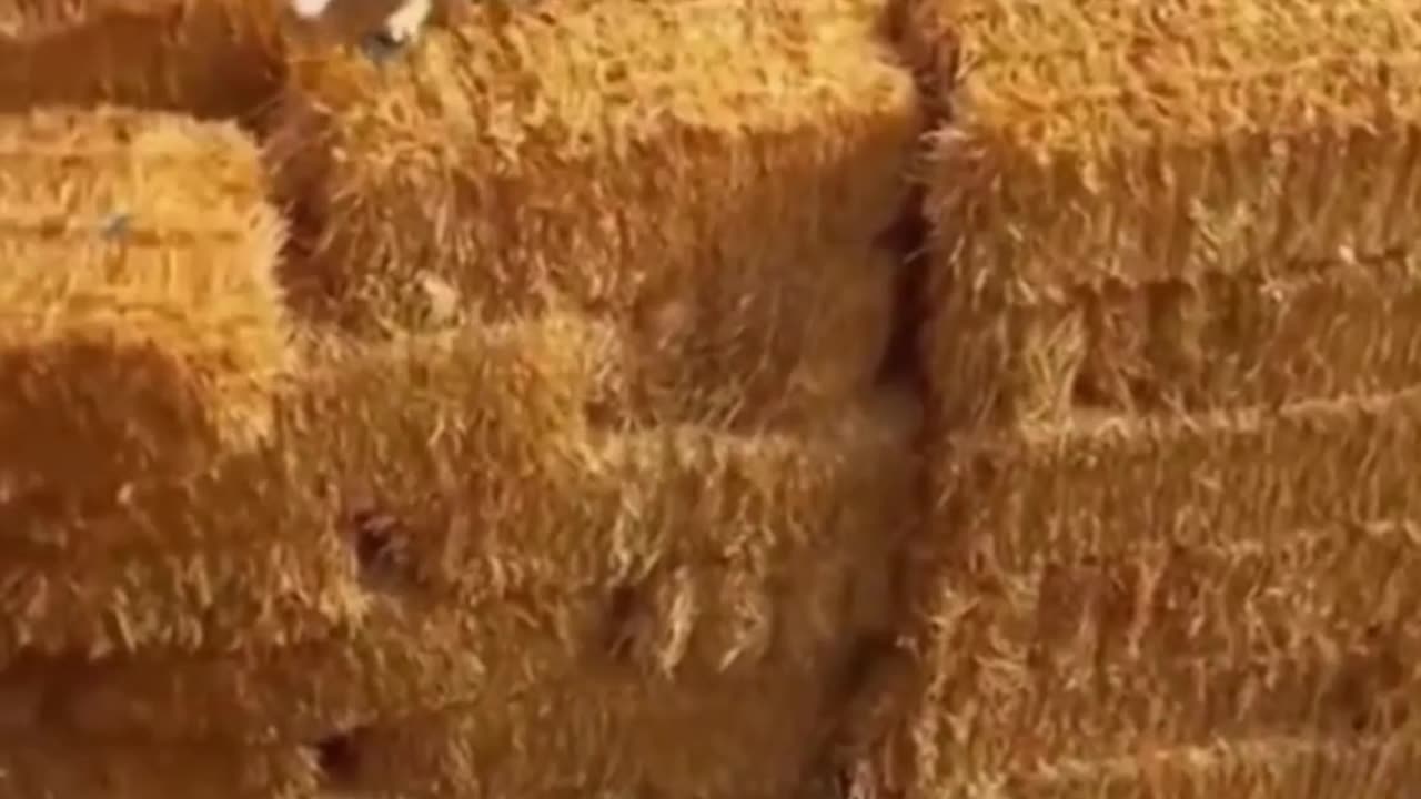 🤣 Funny Animals 2025 🤣 Funny Dogs Video 🐶 | Try Not To Laugh Challenge 😂