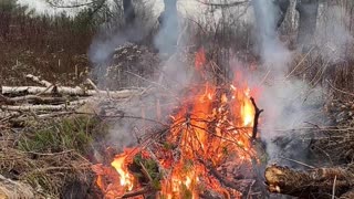 The Real Danger of Pine Needles from a Freshly Cut Pine Tree