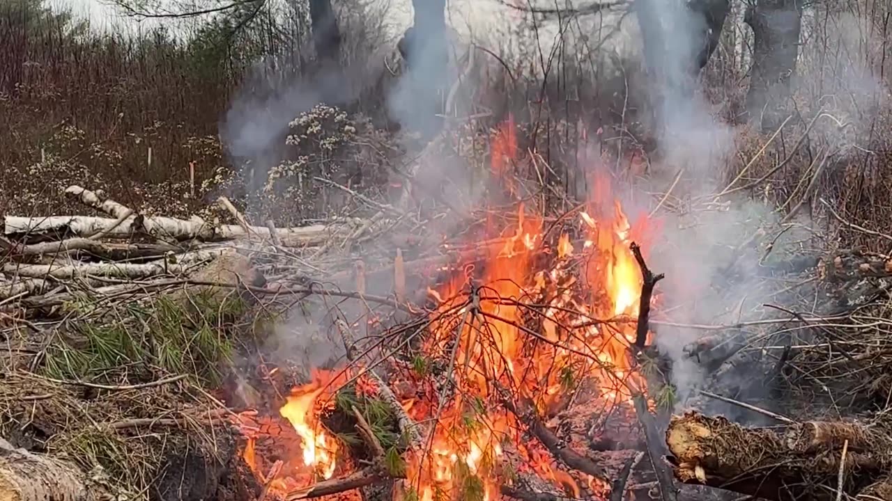 The Real Danger of Pine Needles from a Freshly Cut Pine Tree