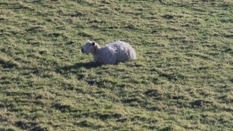 Sheep In A Field In North Wales