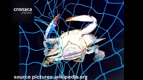 If the blue crab has a bitter taste it could be due to a parasite