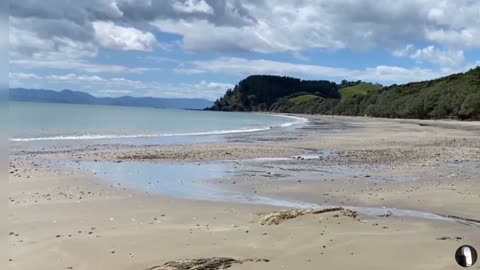 Tawhitokino Beach Auckland New Zealand Tour
