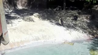 pinguinos