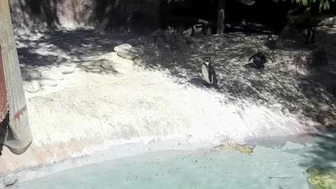 pinguinos