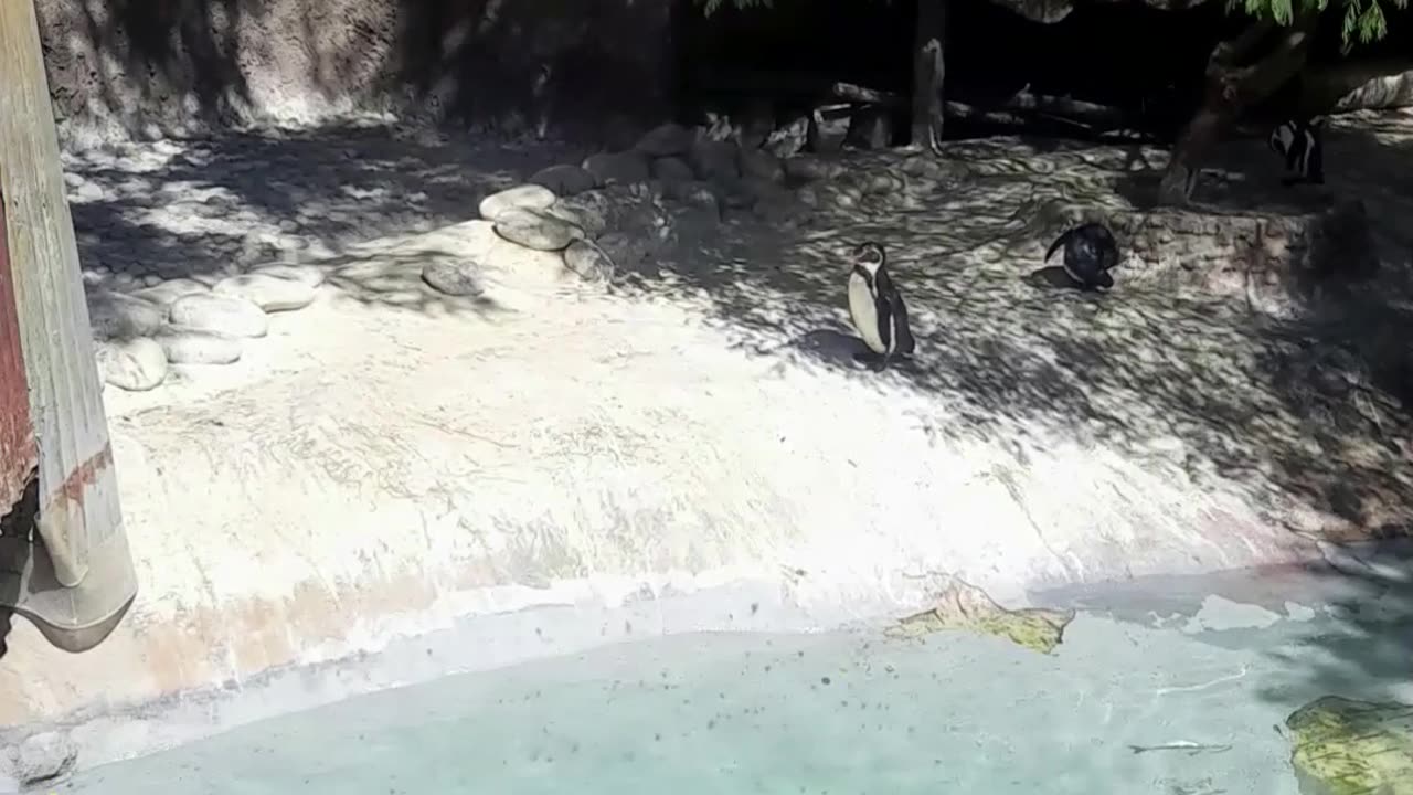 pinguinos