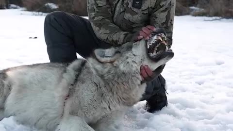 BLOOD IN THE SNOW | A WOLF HUNT | 🎬 GRITTY 4K FILM