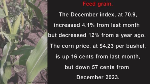 Average corn price, at $4.23 per bushel in the US in December 2024