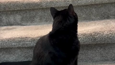 Precious Piper Decides Whether to Go Up or Down the Stairs - My Adopted Shelter Cat Vlog #shorts