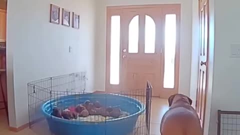 Woe Day 42. I am in the ark. Waiting for GOD to open the Door for a spring/summer Pentecost rapture