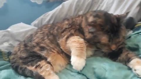 Cat Cuteness Overload: Her Paw Cleaning Moment Is Pure Bliss