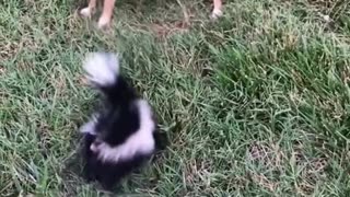 Rescue a poor skunk lying shivering in the snow…