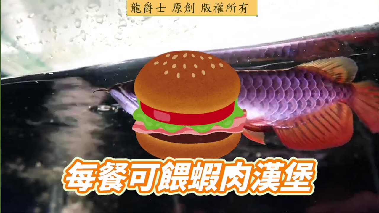 【龍爵士】千問千答 Q237 蝦肉漢堡沒餵完可以冷凍或冷藏保存嗎每餐都餵漢堡可以嗎